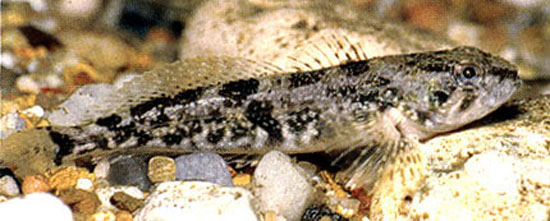 多棘杜父鱼(Cottus asper)