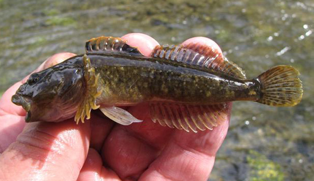 短头杜父鱼(Cottus confusus)