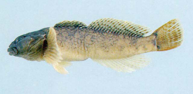 图们江杜父鱼(Cottus hangiongensis)