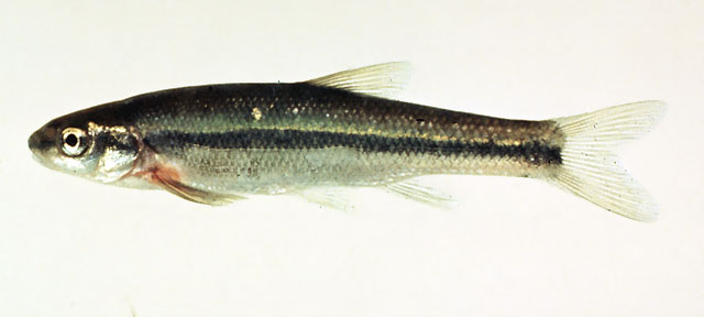 铅鱼(Couesius plumbeus)