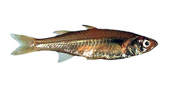 西部硬头鱼(Craterocephalus cuneiceps)