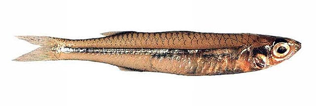 鲻形硬头鱼(Craterocephalus mugiloides)