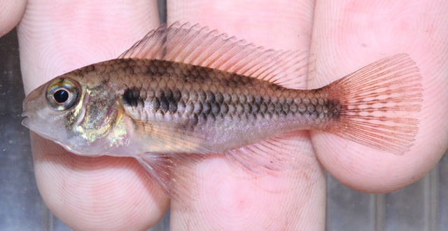 亚马逊河弦尾鱼(Crenicara latruncularium)