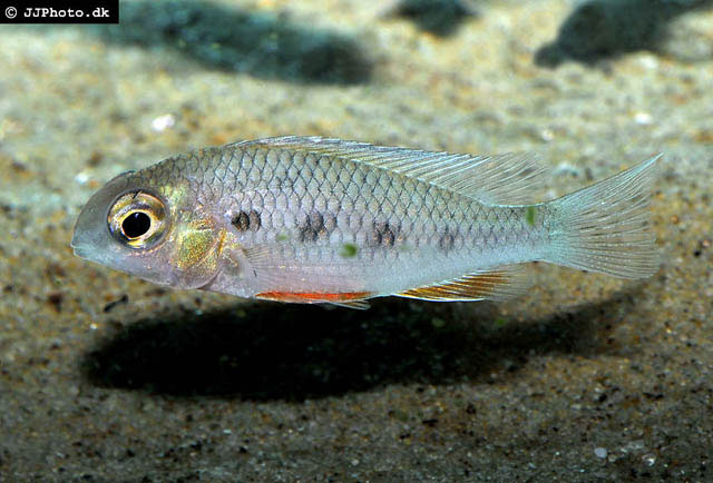 斑弦尾鱼(Crenicara punctulatum)