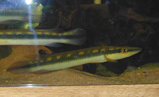 尖吻矛丽鱼(Crenicichla acutirostris)