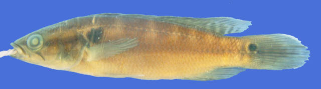 布里斯克矛丽鱼(Crenicichla britskii)