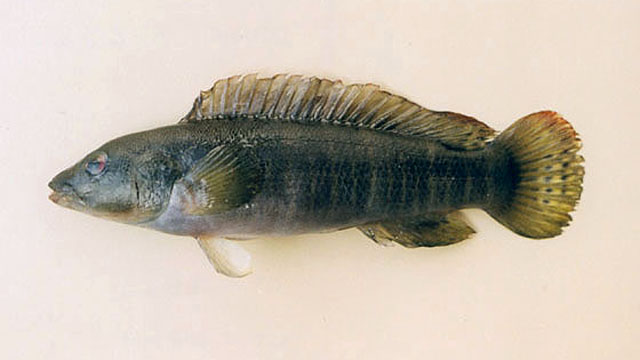 侏派矛丽鱼(Crenicichla jupiaensis)