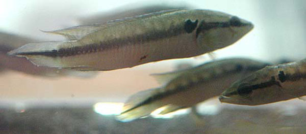 厚唇矛丽鱼(Crenicichla labrina)