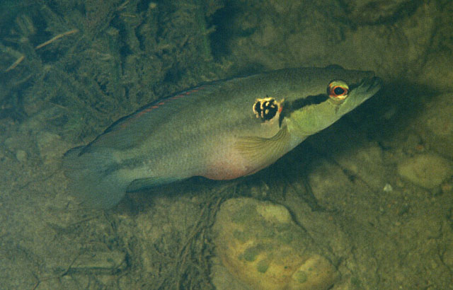 红矛丽鱼(Crenicichla lepidota)