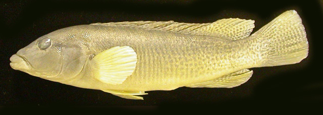 苦矛丽鱼(Crenicichla minuano)