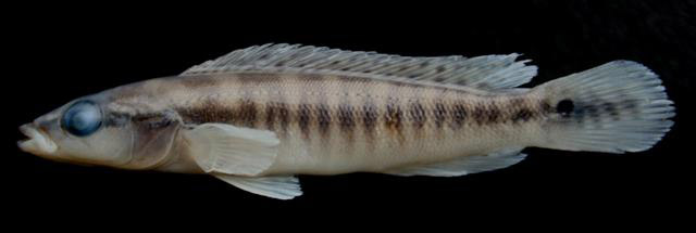 黏矛丽鱼(Crenicichla mucuryna)