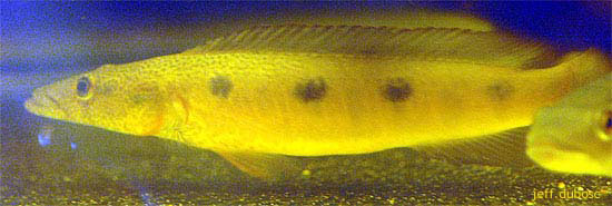 黑点矛丽鱼(Crenicichla percna)