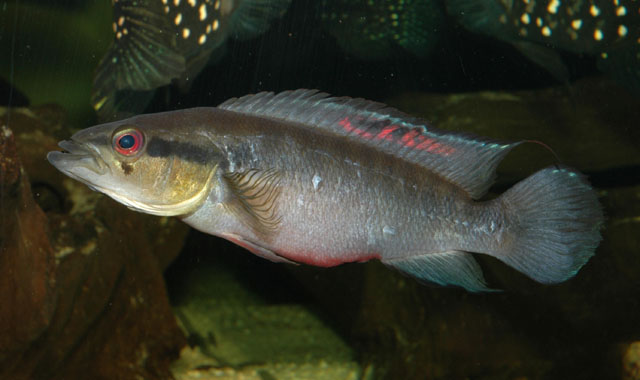 变色矛丽鱼(Crenicichla proteus)