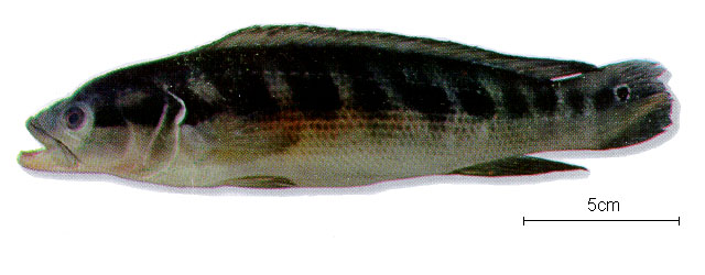 网纹矛丽鱼(Crenicichla reticulata)