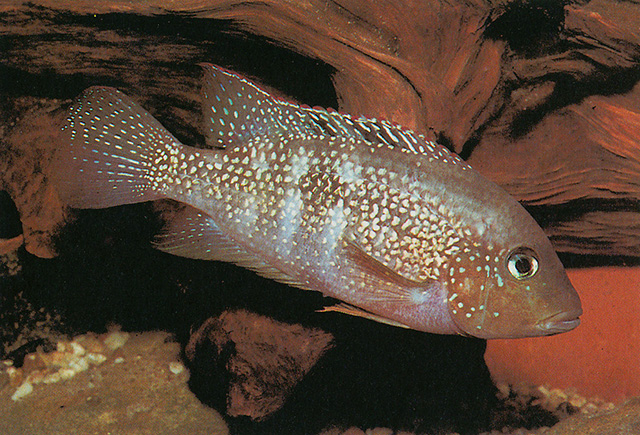 阿尔发氏双冠丽鱼(Cribroheros alfari)