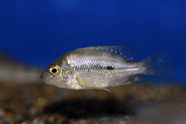 壮体双冠丽鱼(Cribroheros altifrons)