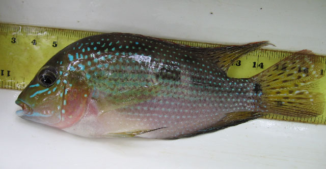 哥斯达黎加双冠丽鱼(Cribroheros rhytisma)