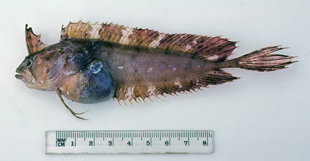 澳洲鸡冠胎鳚(Cristiceps australis)
