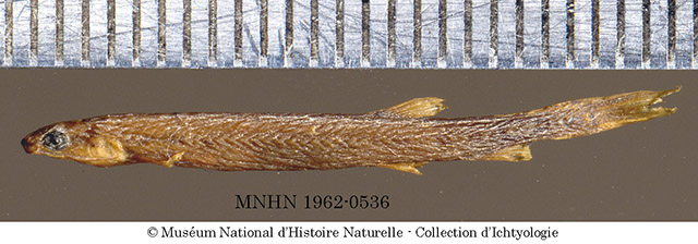 西尼罗鱼(Cromeria occidentalis)
