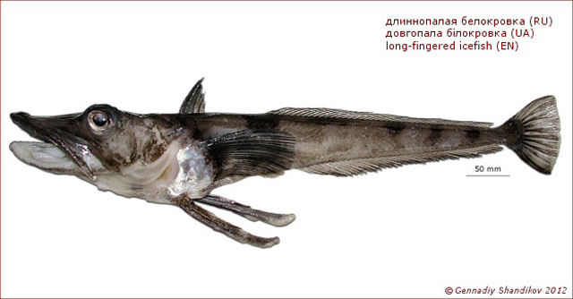 南极小带腭鱼(Cryodraco antarcticus)