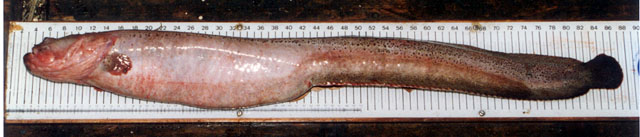 斑隐棘鳚(Cryptacanthodes maculatus)