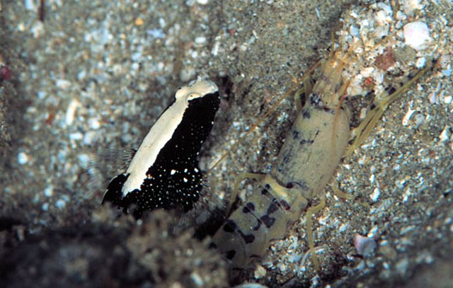肯尼亚丝虾虎(Cryptocentrus malindiensis)