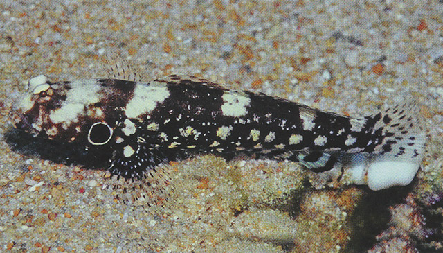 眼斑丝虾虎(Cryptocentrus nigrocellatus)