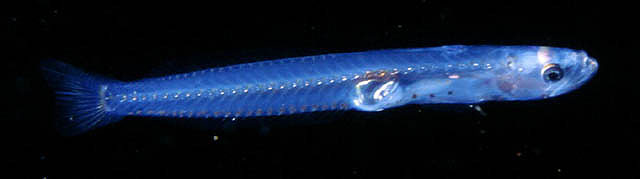 线纹晶虾虎(Crystallogobius linearis)