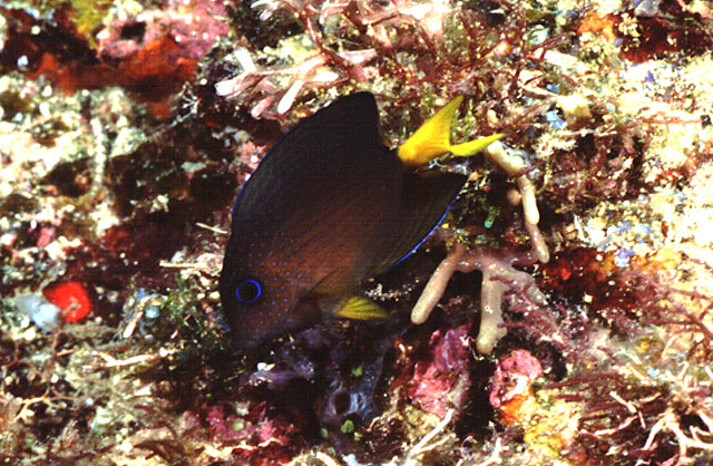 双斑栉齿刺尾鱼(Ctenochaetus binotatus)