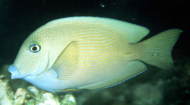 青唇栉齿刺尾鱼(Ctenochaetus cyanocheilus)