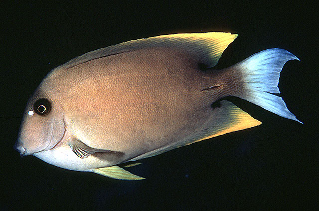 印尼栉齿刺尾鱼(Ctenochaetus tominiensis)