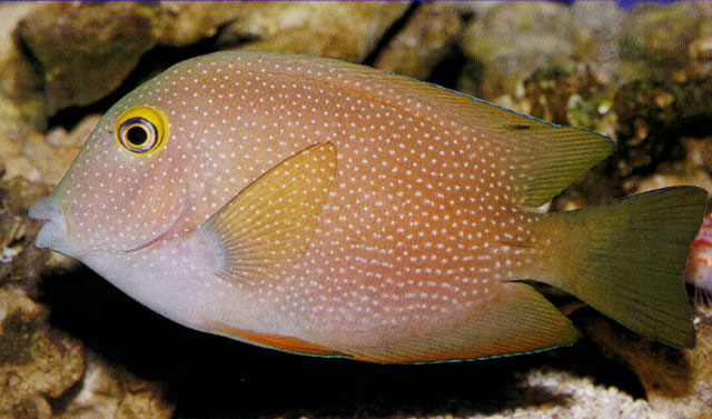 截尾栉齿刺尾鱼(Ctenochaetus truncatus)
