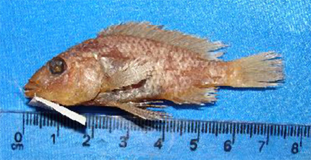 大胸栉丽鱼(Ctenochromis pectoralis)