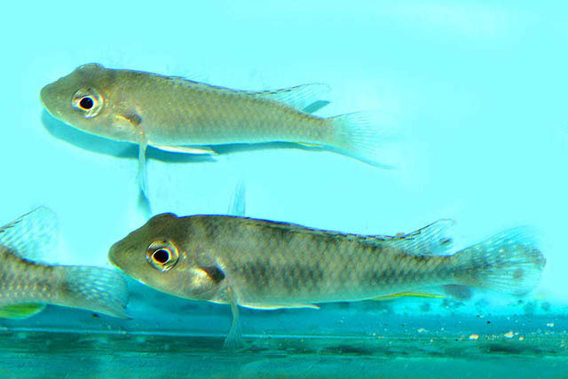 波氏栉丽鱼(Ctenochromis polli)