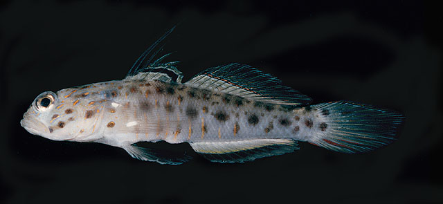 斜带栉眼虾虎(Ctenogobiops aurocingulus)