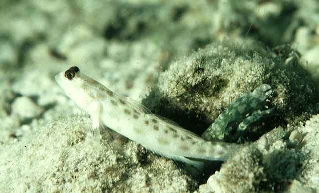 丝棘栉眼虾虎(Ctenogobiops feroculus)