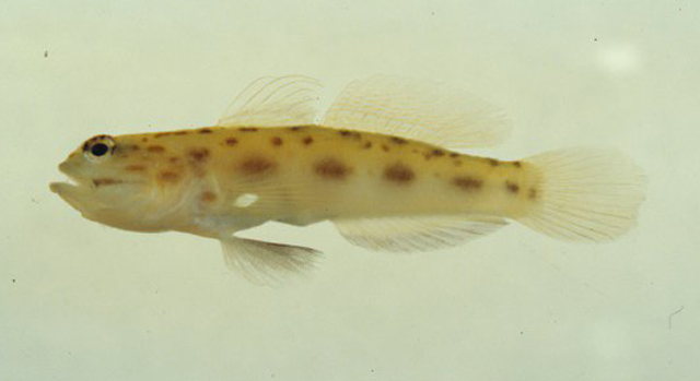台湾栉眼虾虎(Ctenogobiops formosa)