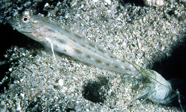 颊纹栉眼虾虎(Ctenogobiops maculosus)