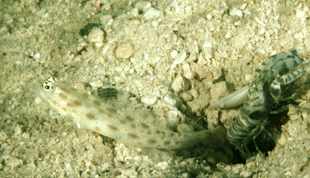 点斑栉眼虾虎(Ctenogobiops pomastictus)
