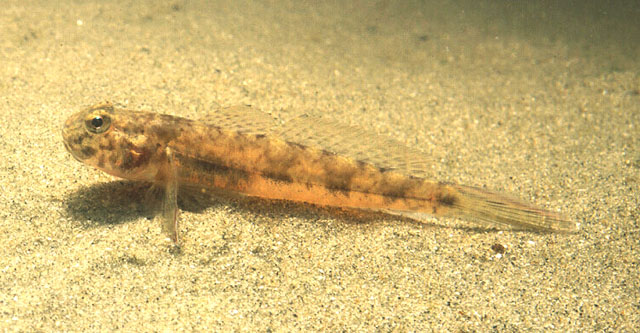 巴哈马栉虾虎(Ctenogobius boleosoma)