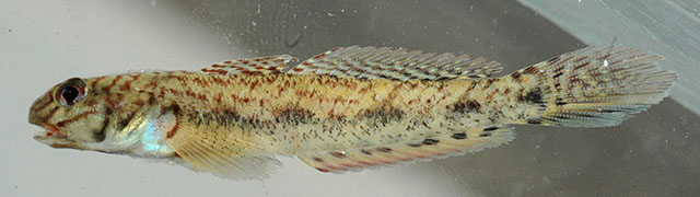 条纹栉虾虎(Ctenogobius fasciatus)