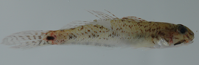 拟纹栉虾虎(Ctenogobius pseudofasciatus)