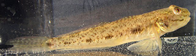 北美栉虾虎(Ctenogobius shufeldti)