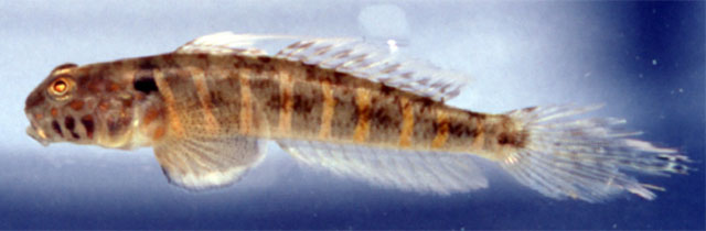 加勒比栉虾虎(Ctenogobius stigmaticus)