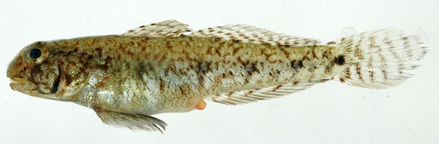 百慕大栉虾虎(Ctenogobius stigmaturus)