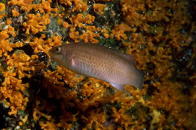 岩梳隆头鱼(Ctenolabrus rupestris)