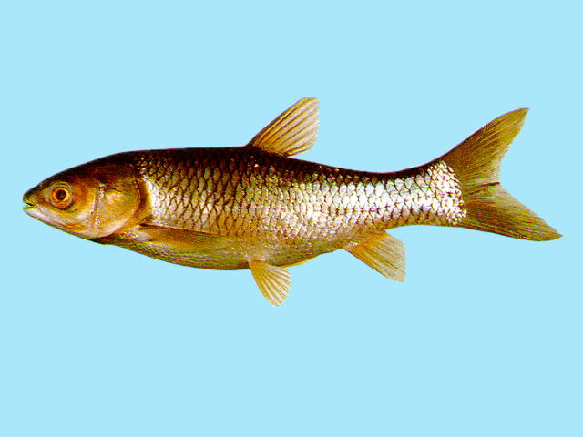 草鱼(Ctenopharyngodon idella)