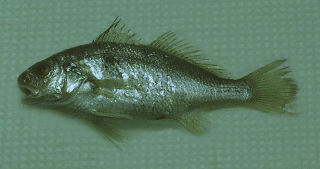 细须栉石首鱼(Ctenosciaena gracilicirrhus)