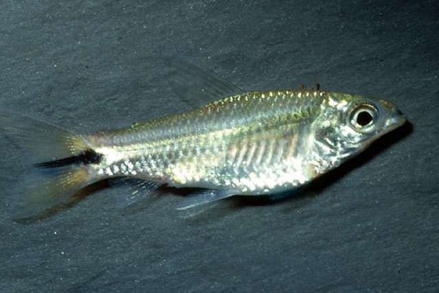 大鳞短线脂鲤(Curimatopsis macrolepis)