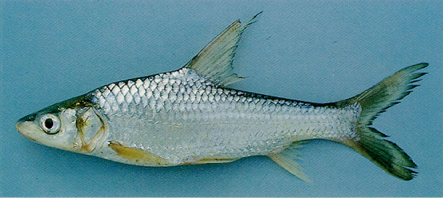 盔圆唇鱼(Cyclocheilichthys enoplos)